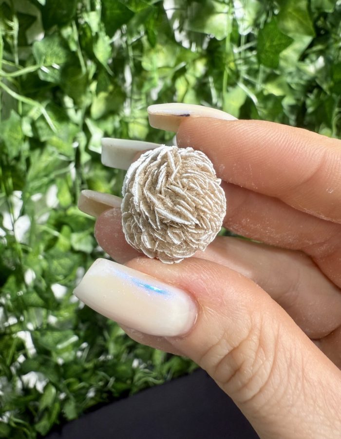 Mini Desert Rose